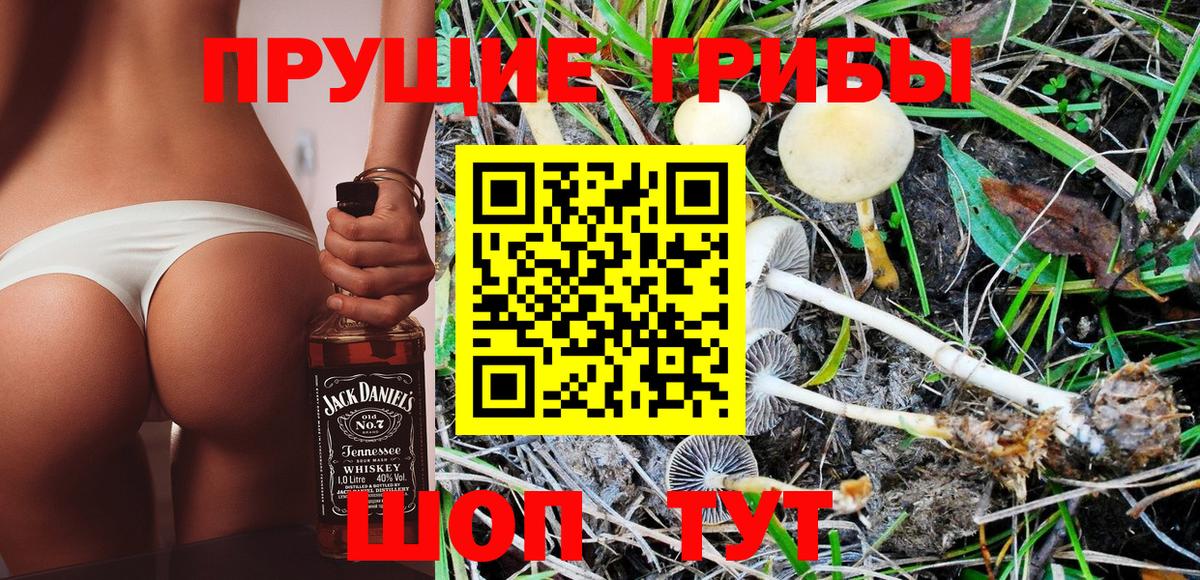 Псилоцибиновые грибы Psilocybine cubensis Семёнов